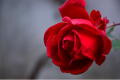 červená růže, zdroj: www.pixabay.com, CCO